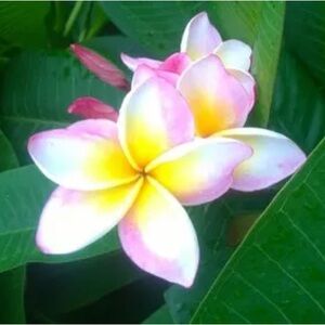 Meet your Posher, Joanna